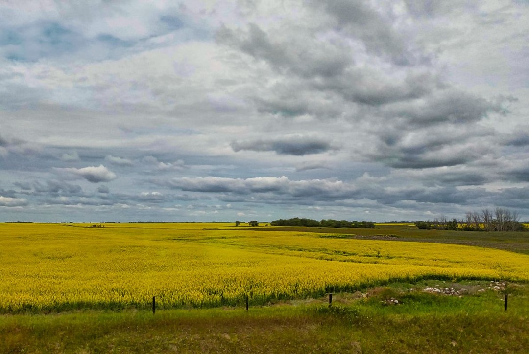 More canola near Tate, Saskatchewan.⠀
⠀
⠀
⠀
⠀
⠀
⠀
⠀
⠀
⠀
⠀
⠀
⠀
⠀
⠀
#naturewalks #naturescape #nature_photography #nature_love #naturestagram #natureisamazing #natureisawesome #naturephotograph #nature_obsession_landscapes #nature_lover #wildernesstones #wildernessvibes #wildernessnation #wildernesslife #wildernessquest #outdoorsociety #wunderlust #wunderlustphotography #exploreeverywhere #crosscanada #oh_canada #saskatchewanskies #saskatchewanphotography #saskatchewanscenery #exploresask